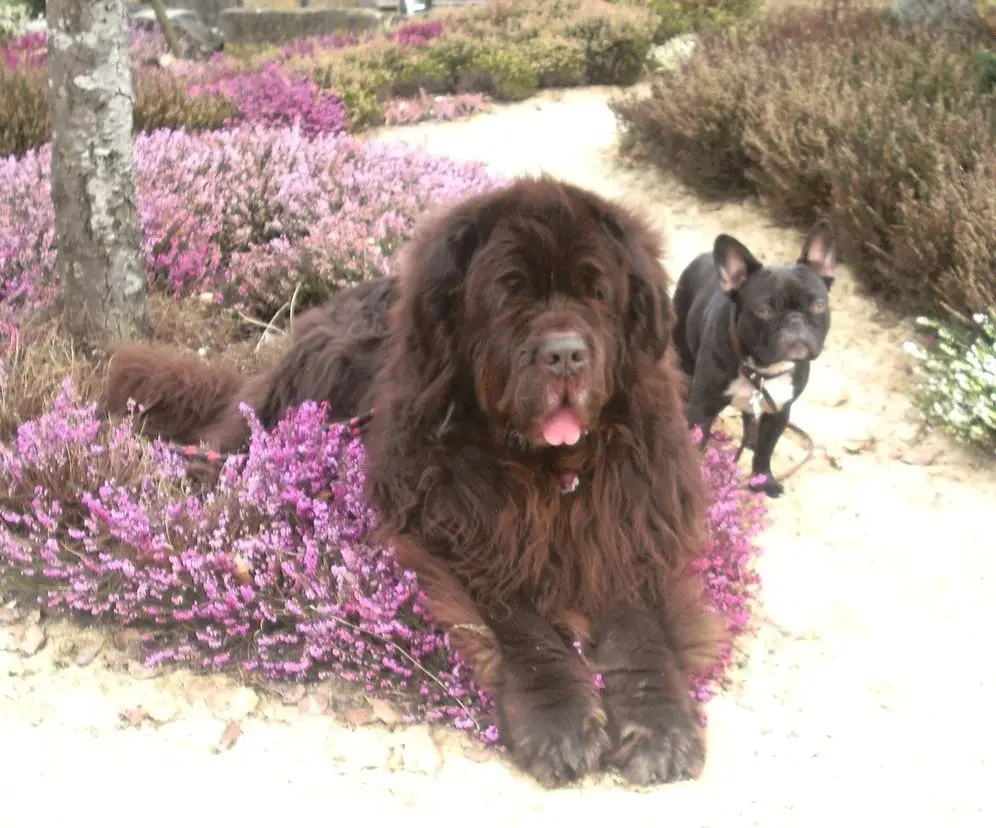 Image from Odin