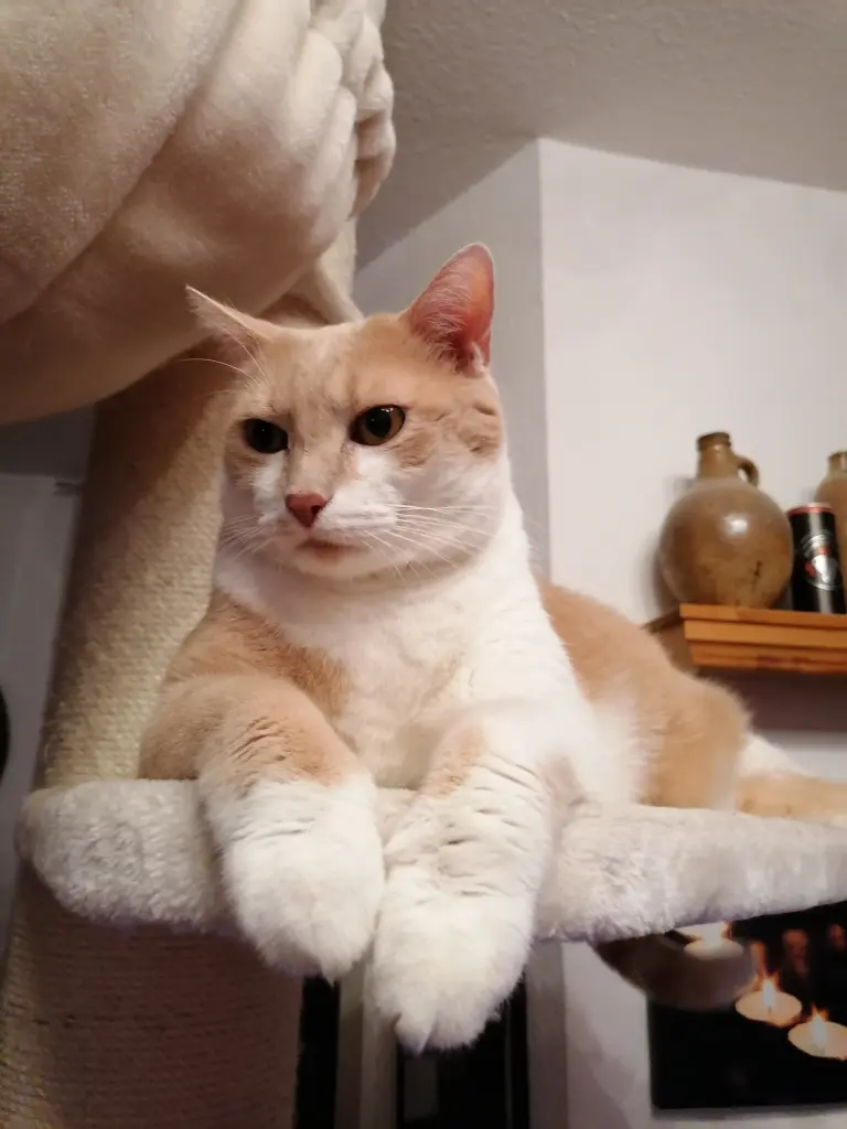 Bild von Sparky