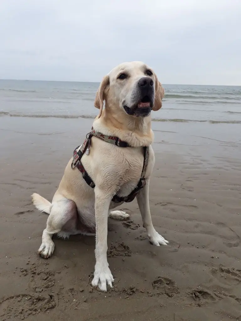 Andachtsbild von Andrea