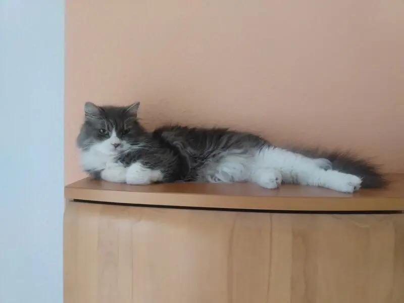 Andachtsbild von Thomas mit Armani