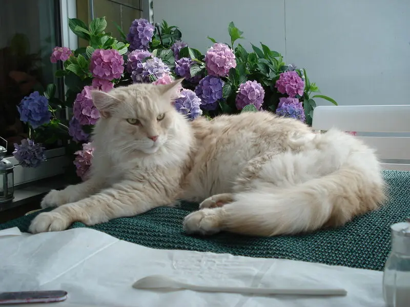 Andachtsbild von Bettina & Walter mit Kimba im Herzen