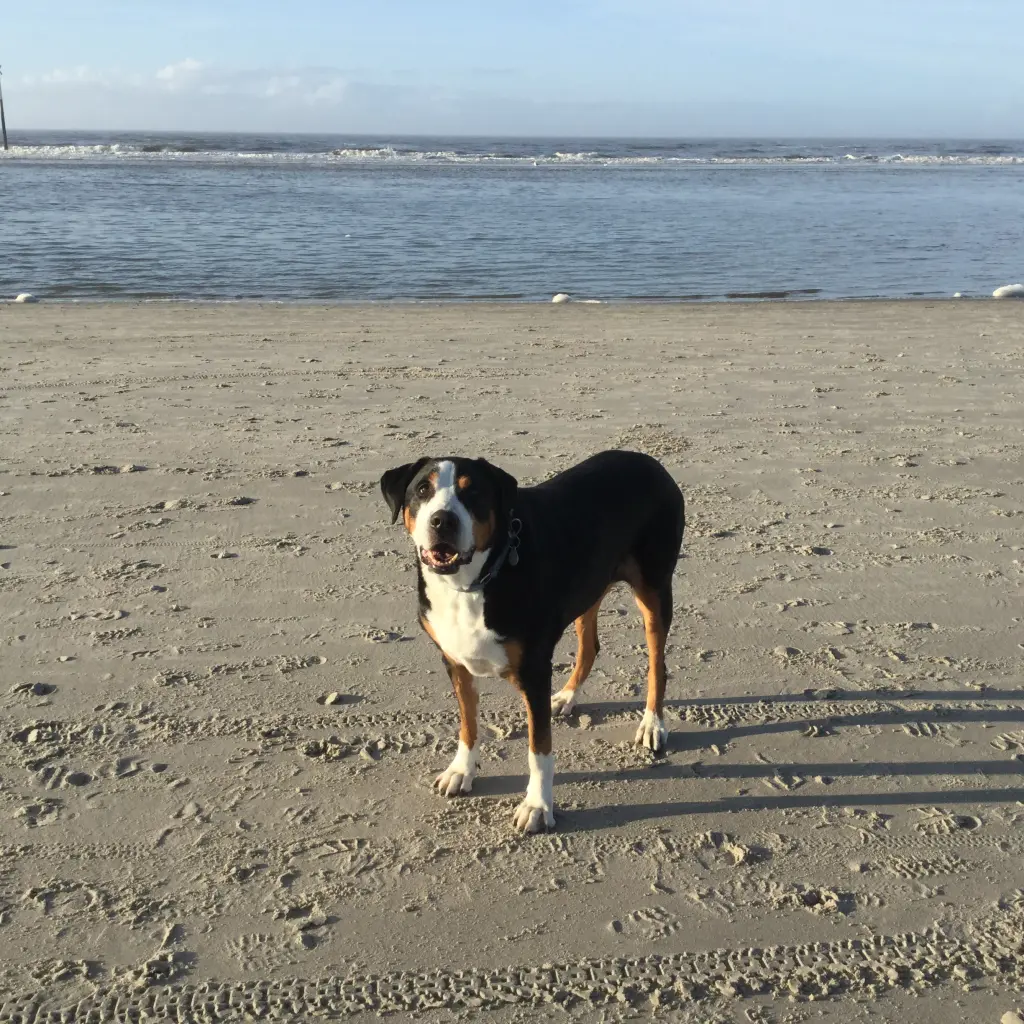 Image from Tinka