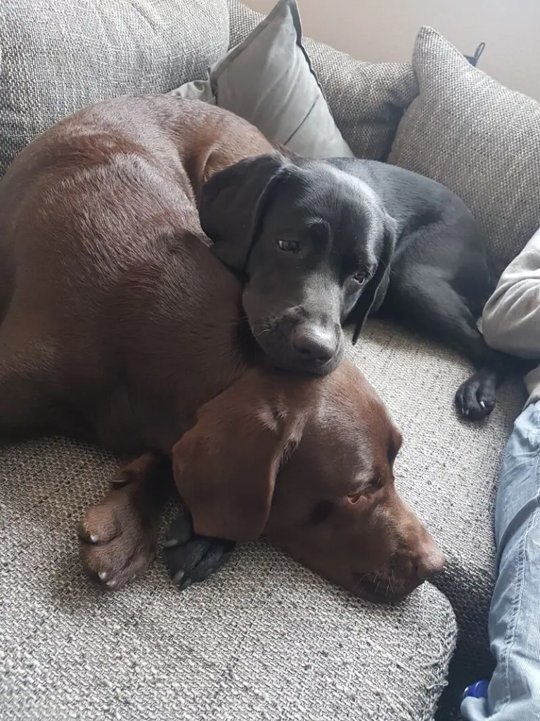 Condolence image of Anika & Alex Gross mit Nala