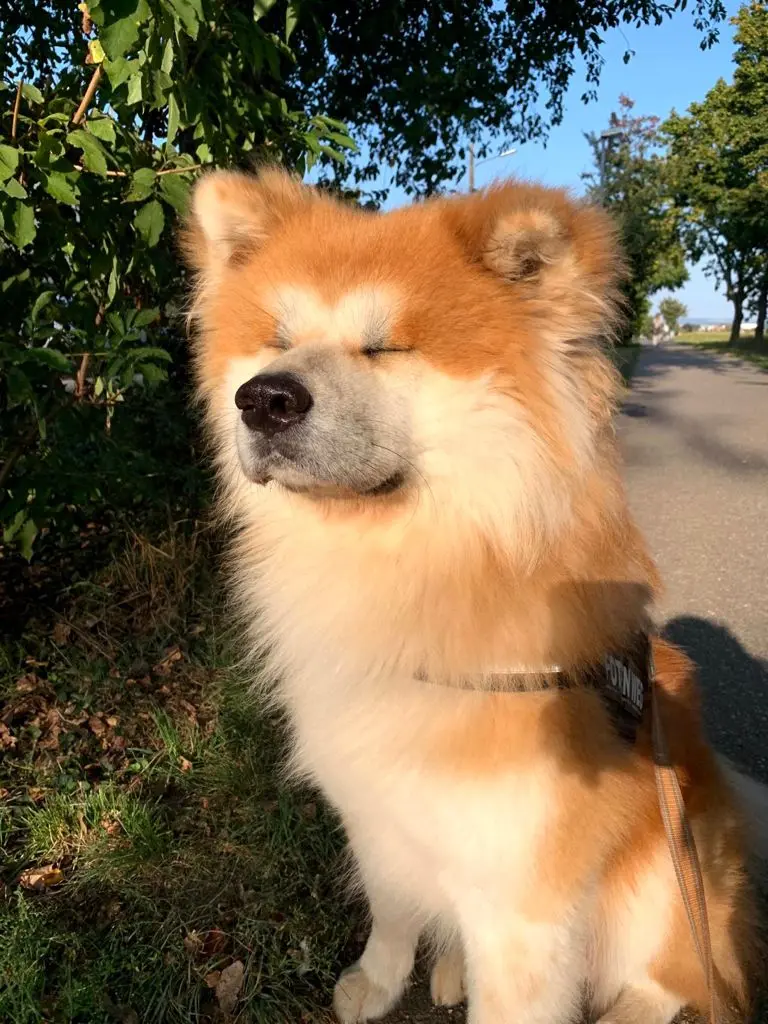 Image from Kuma