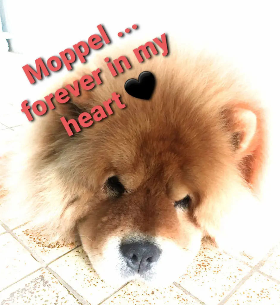 Image from Moppel