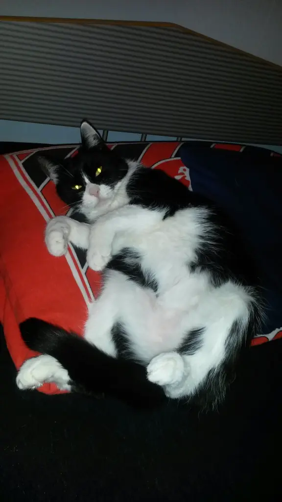 Image from Momo