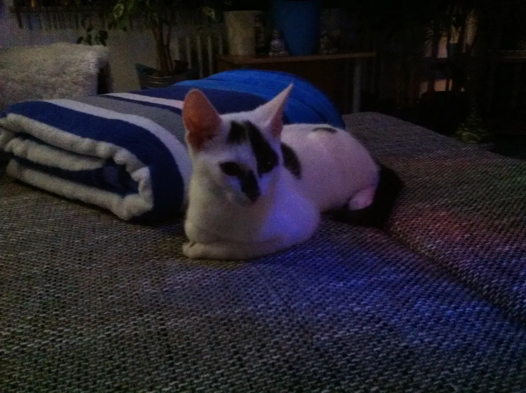 Image from Simion