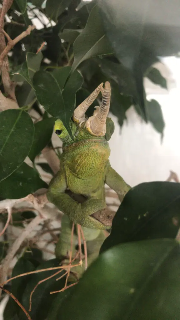Image from Oscar