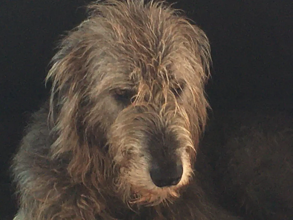 Image from Zeus