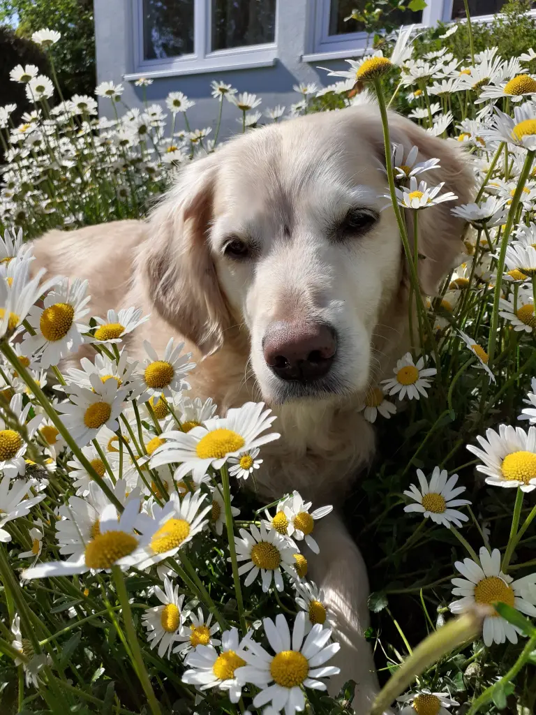 Bild von Kalea