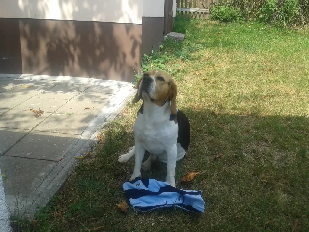 Image from Snoopy