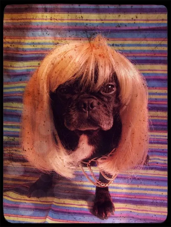 Image from Scarlett