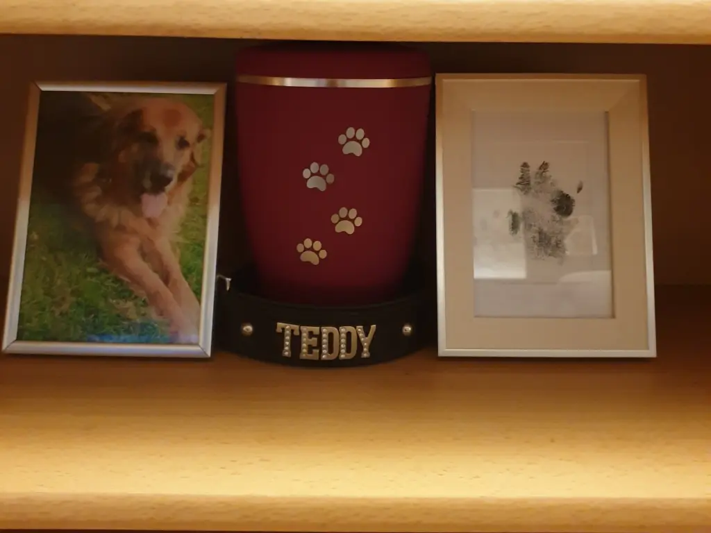 Image from Teddy