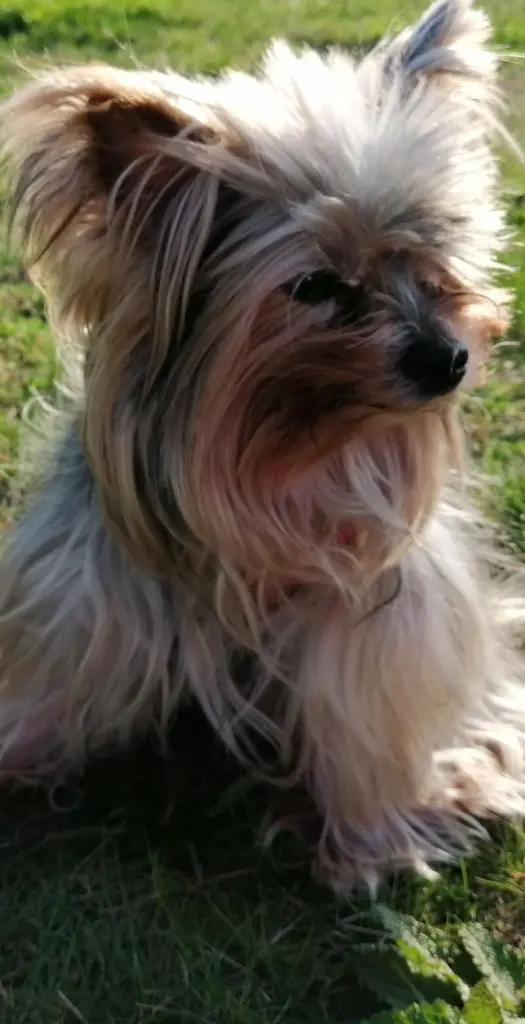 Andachtsbild von Gina