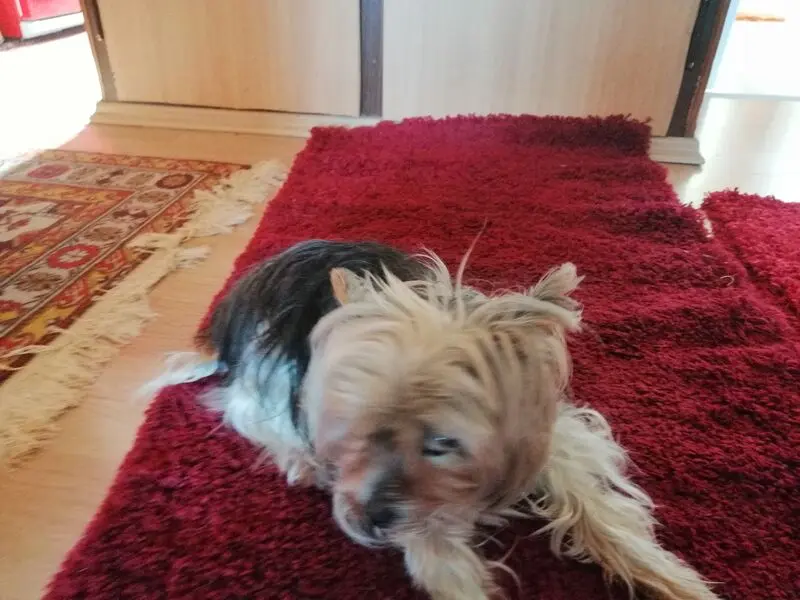 Andachtsbild von Gina