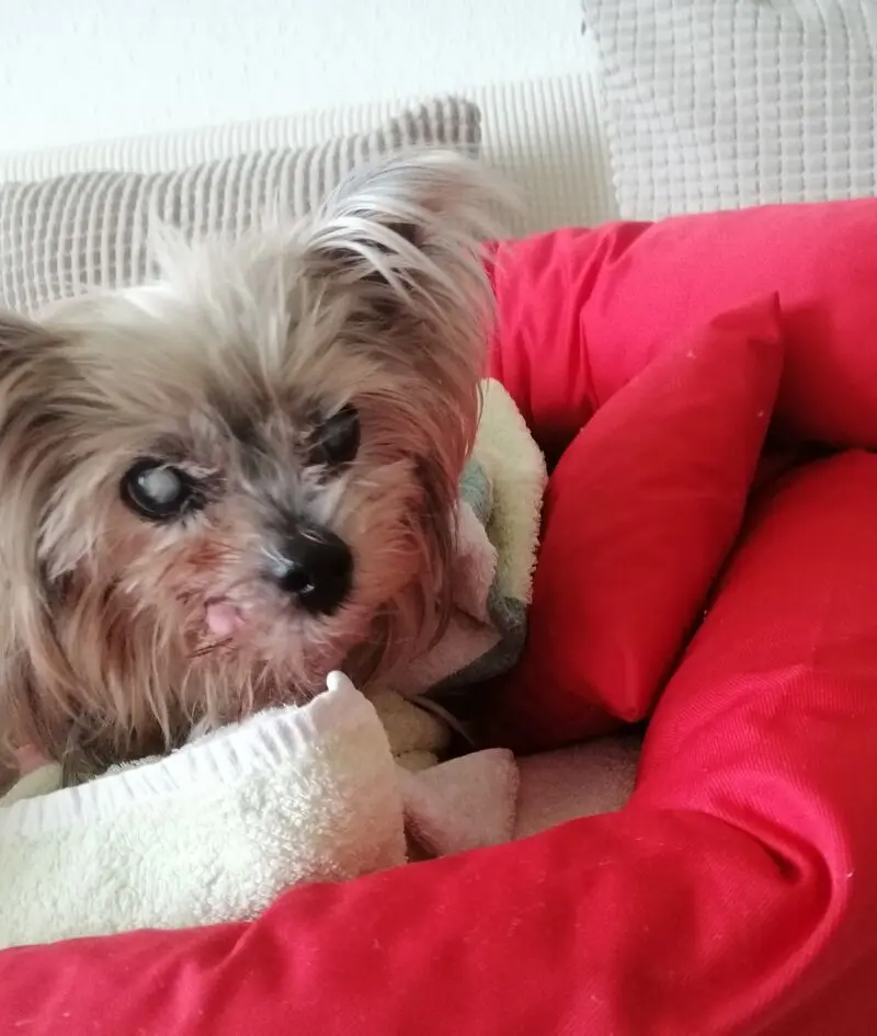 Andachtsbild von Gina