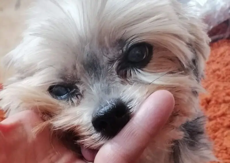 Andachtsbild von Gina