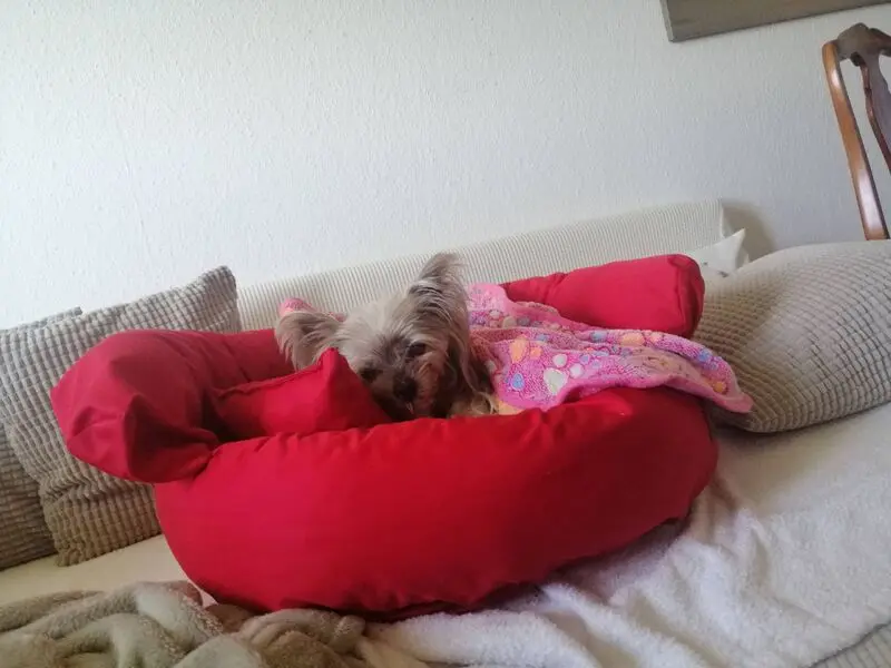 Andachtsbild von Gina