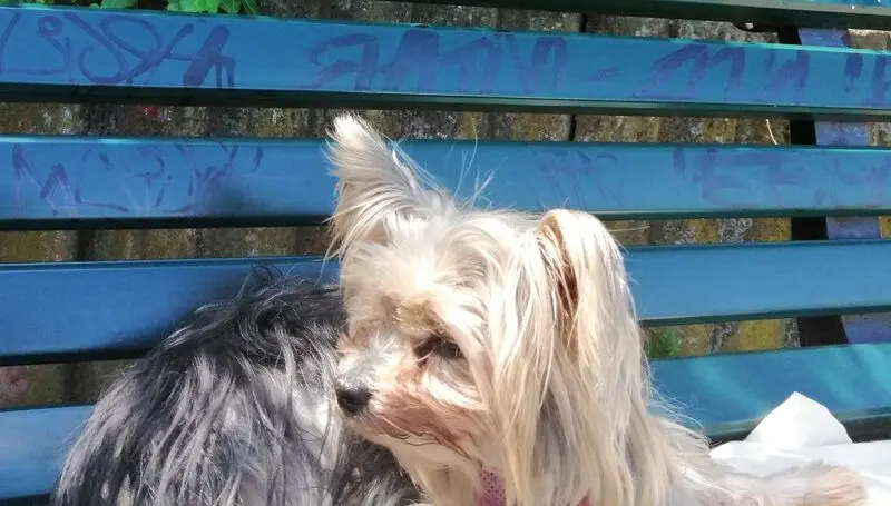 Andachtsbild von Gina