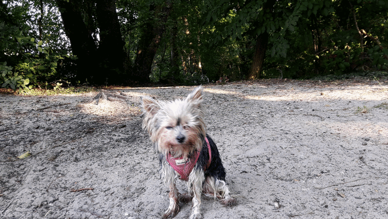 Andachtsbild von Gina