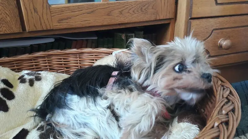 Andachtsbild von Gina