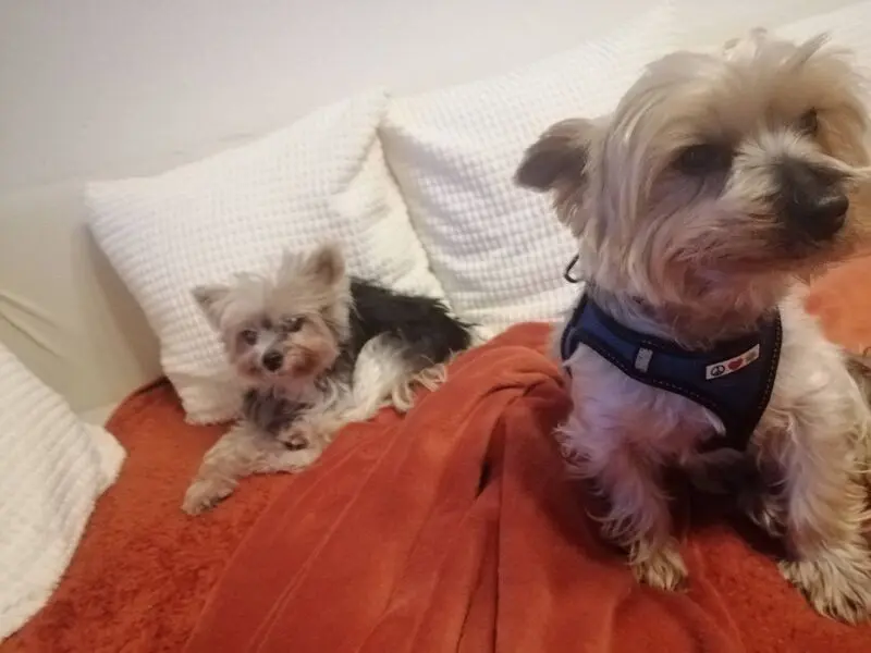 Andachtsbild von Gina