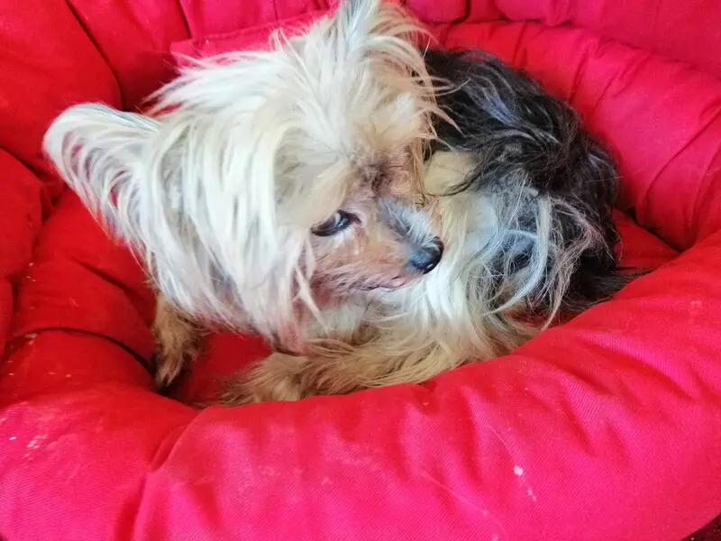 Andachtsbild von Gina