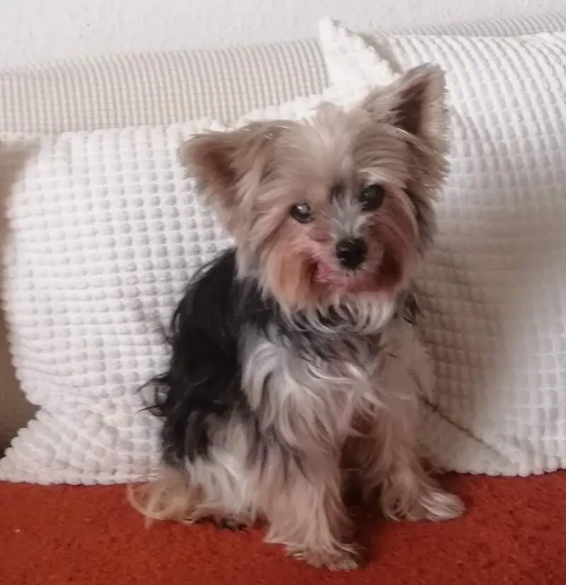 Andachtsbild von Unbekannt