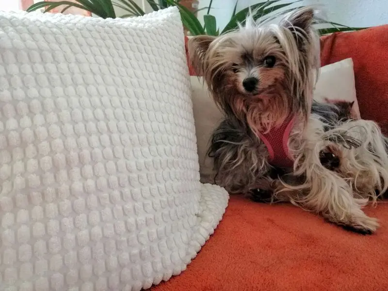 Andachtsbild von Gina