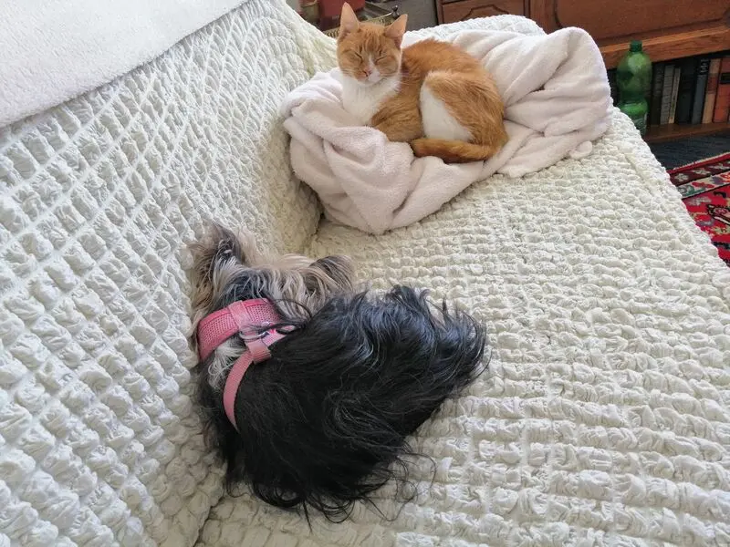 Andachtsbild von Gina