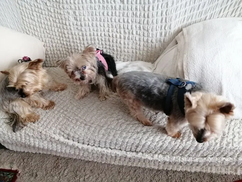 Andachtsbild von Gina