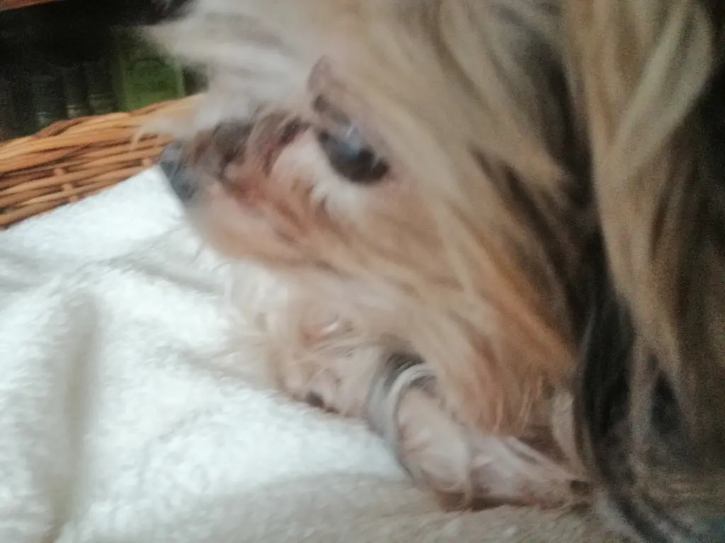 Andachtsbild von Gina