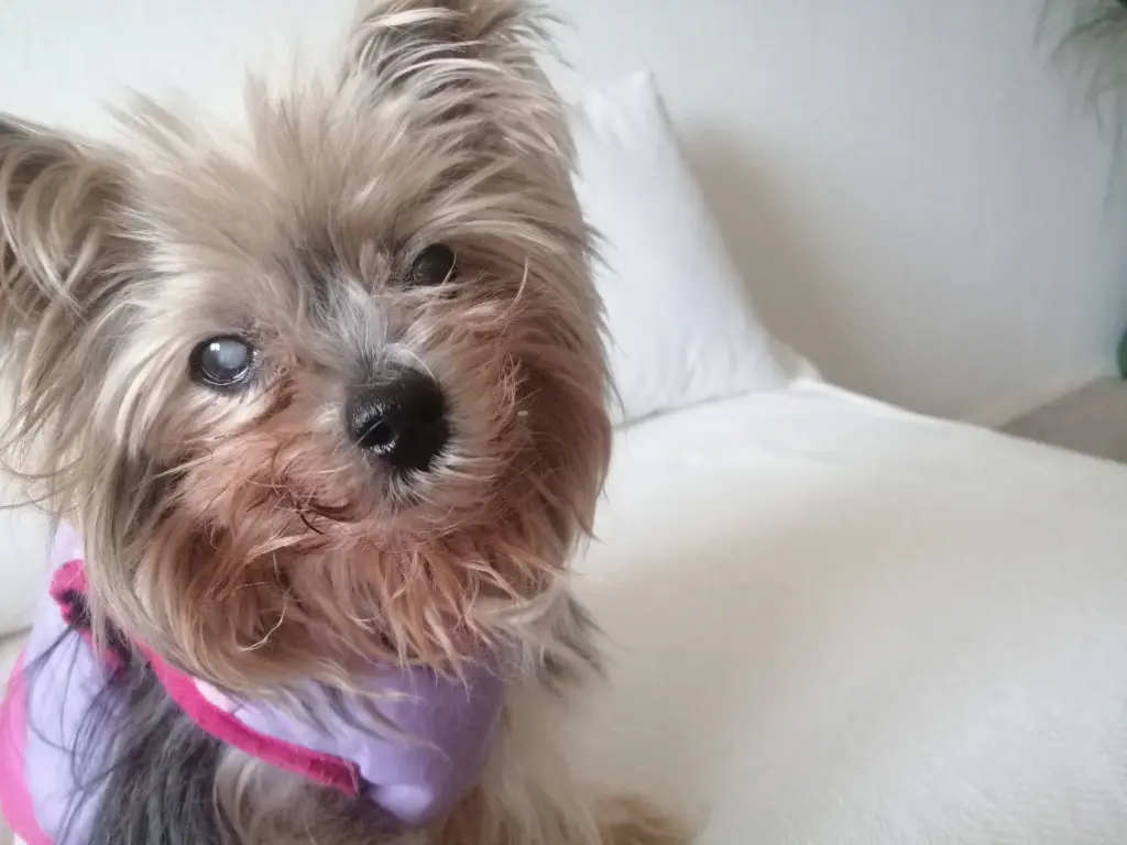 Andachtsbild von Gina