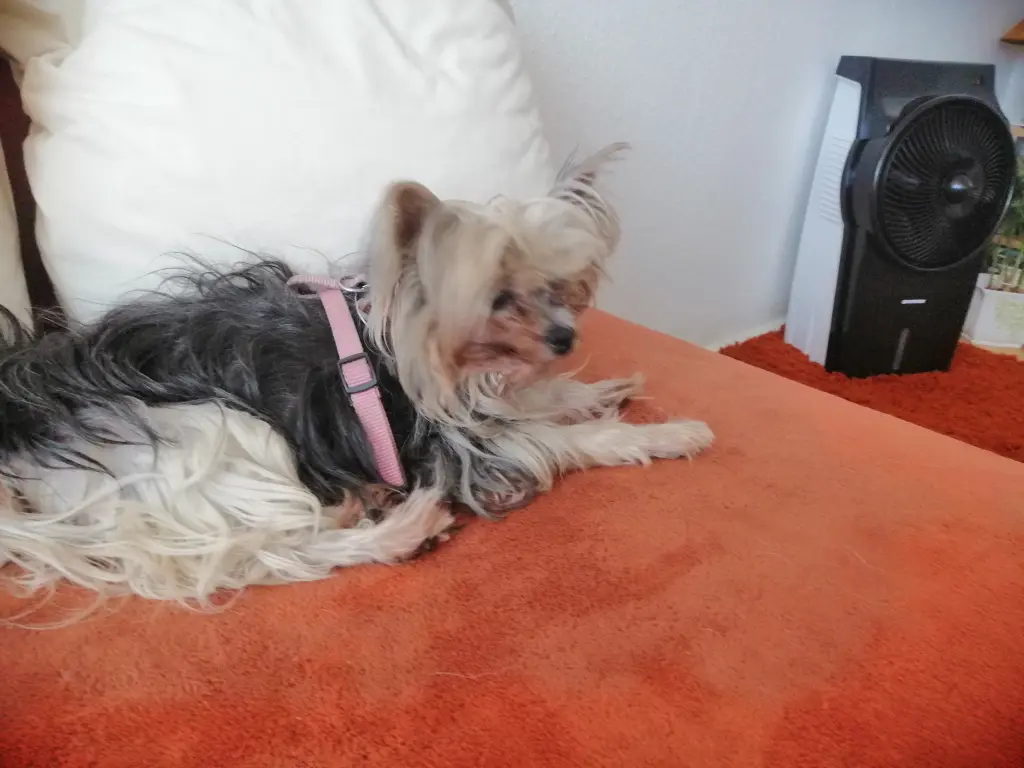 Andachtsbild von Gina