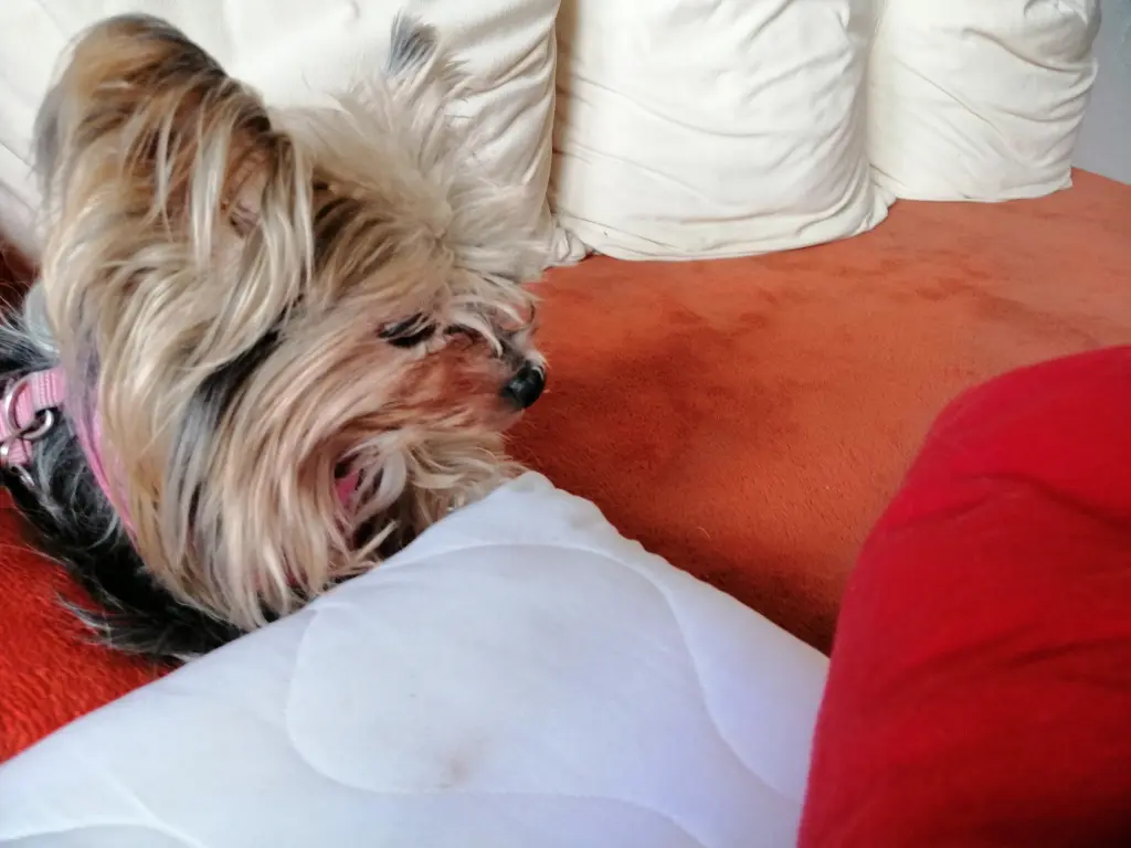 Andachtsbild von Gina