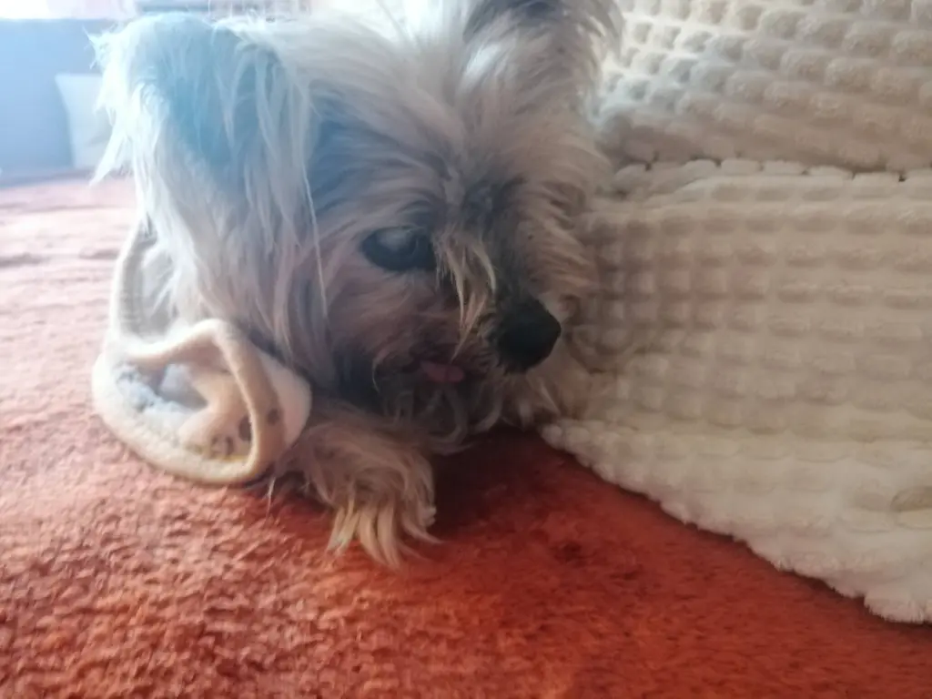 Andachtsbild von Gina