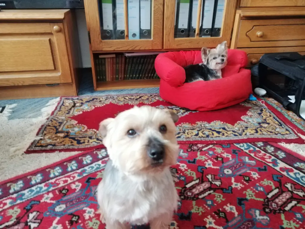 Andachtsbild von Gina