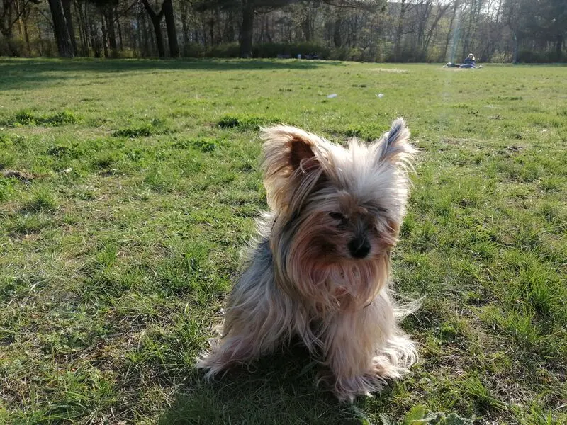 Andachtsbild von Gina