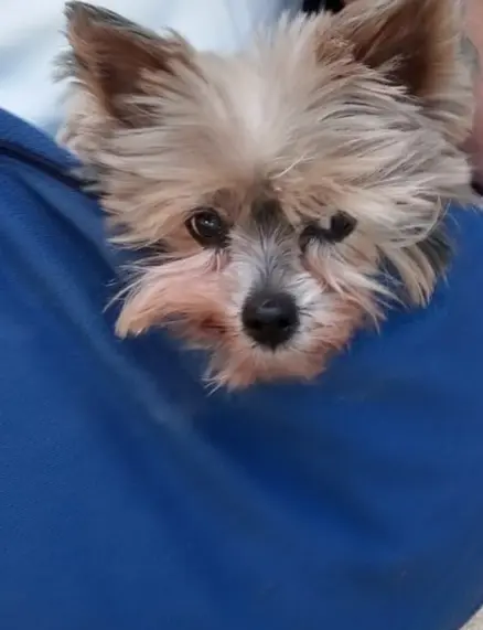 Andachtsbild von Mama, Krümel und Asti