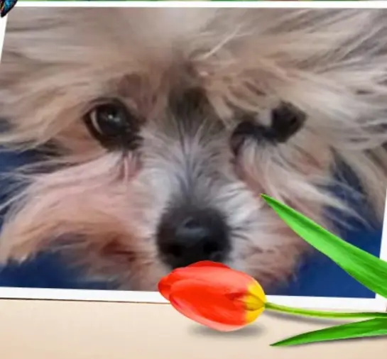 Andachtsbild von Gina