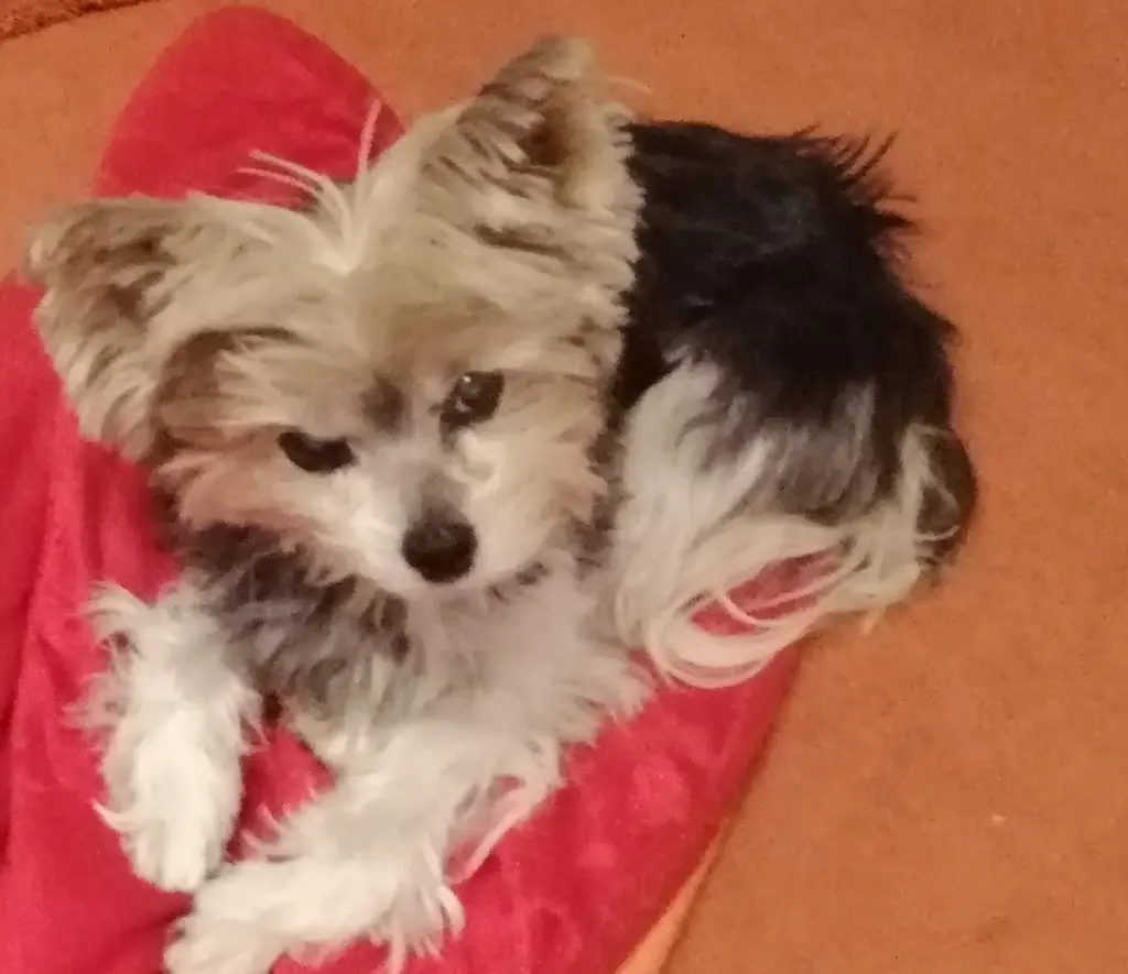 Andachtsbild von Gina