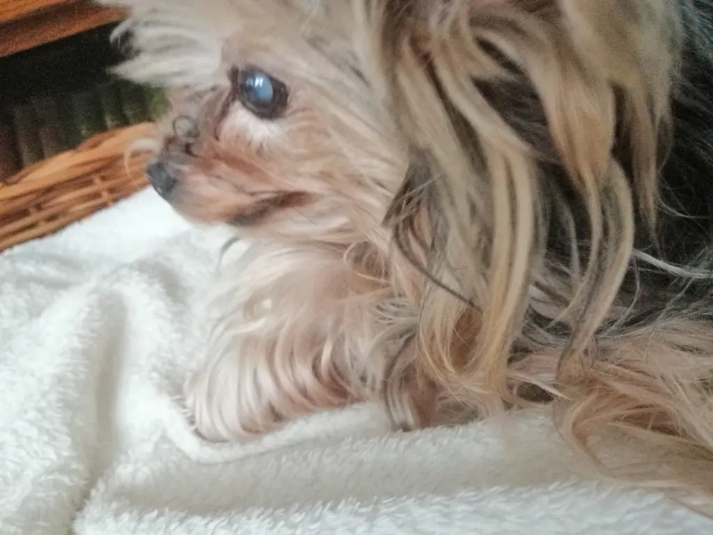 Andachtsbild von Gina