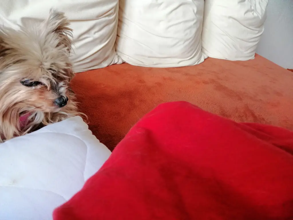 Andachtsbild von Gina