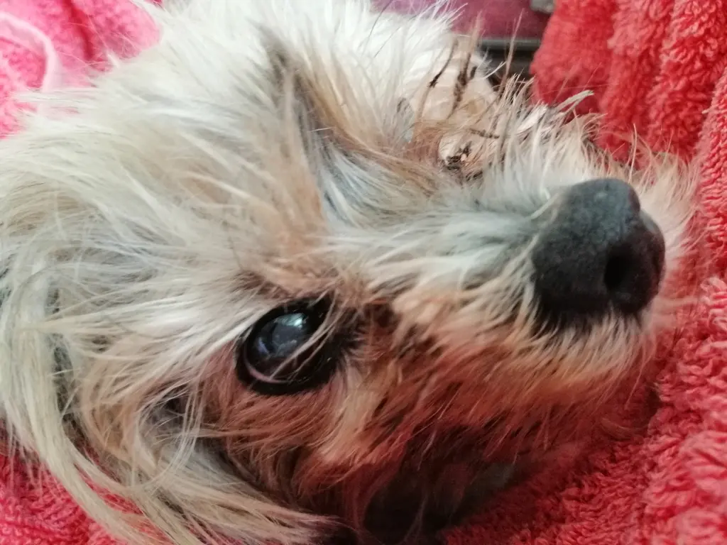 Andachtsbild von Unbekannt