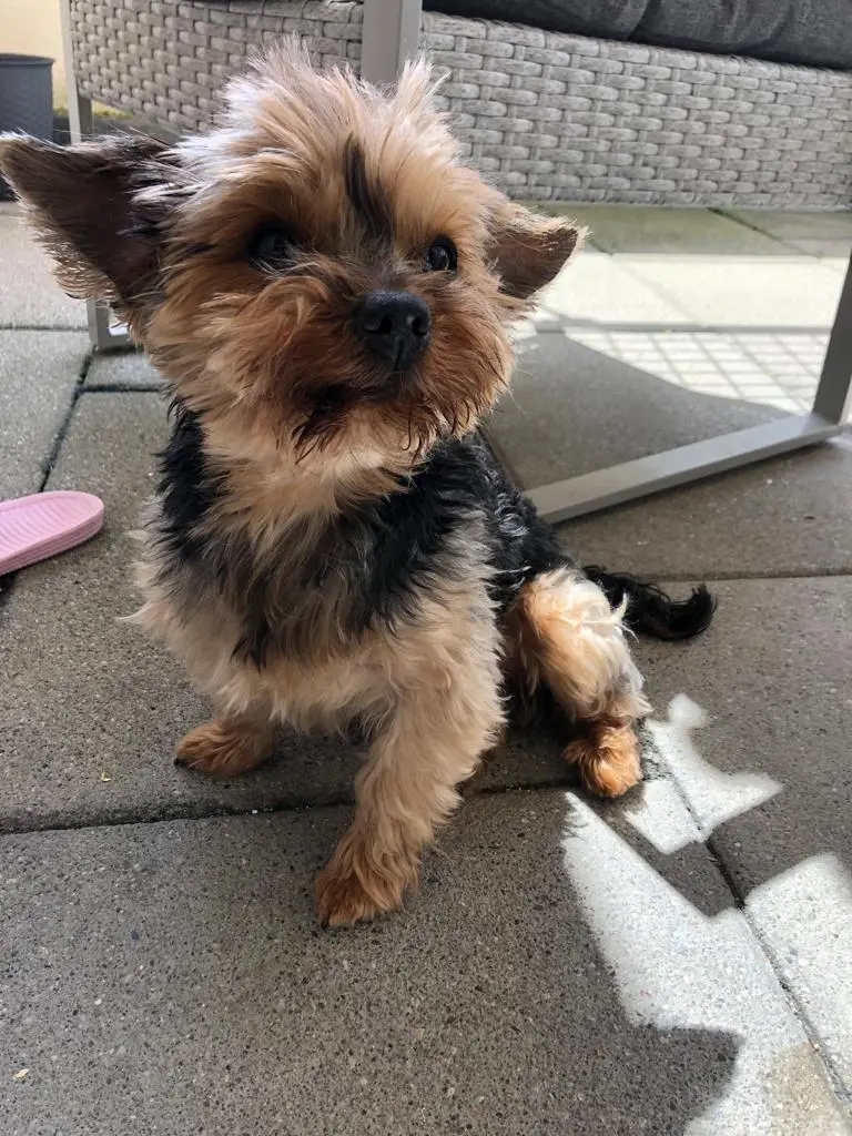 Andachtsbild von Marisa