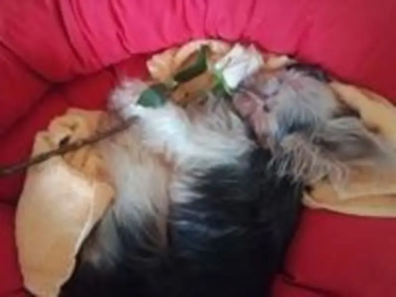 Condolence image of Gina