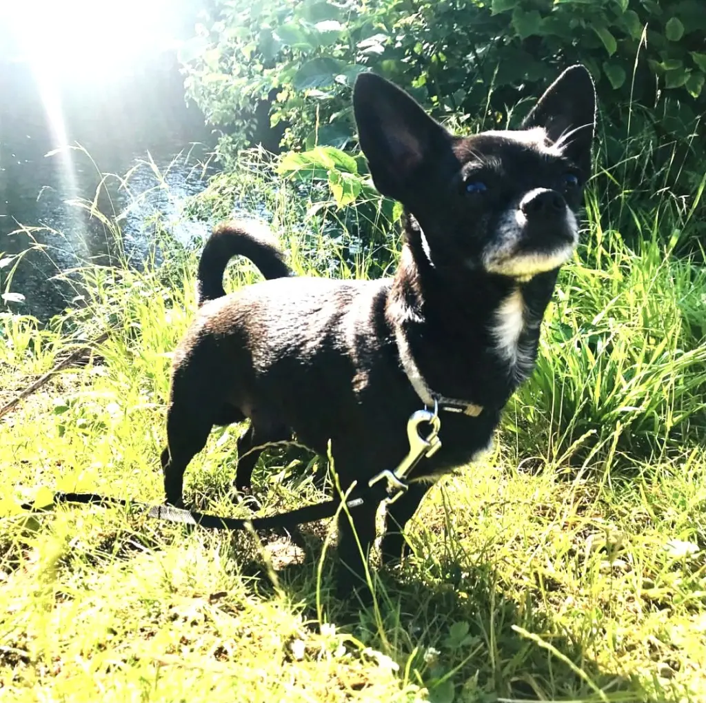 Image from Zorro