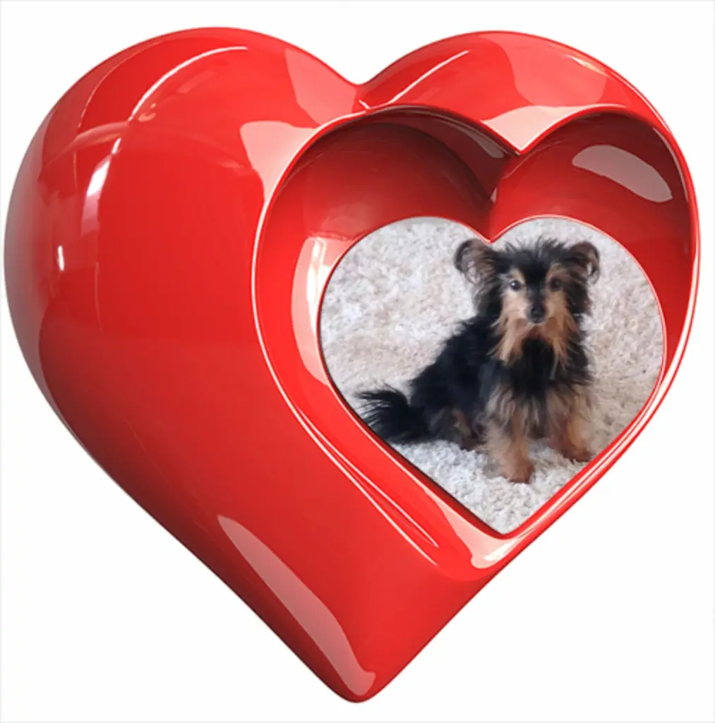 Image from Timmy