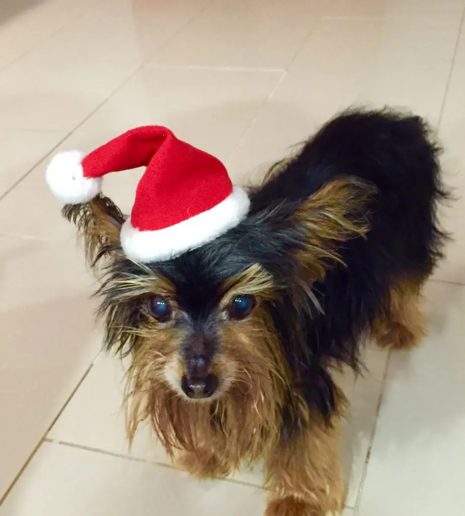 Image from Timmy