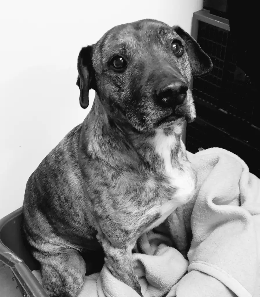 Bild von Tyson